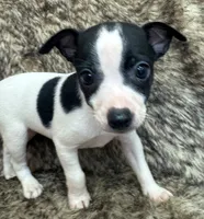 Lola, a female Rat Terrier for sale in Whitakers, NC – 7 of 9