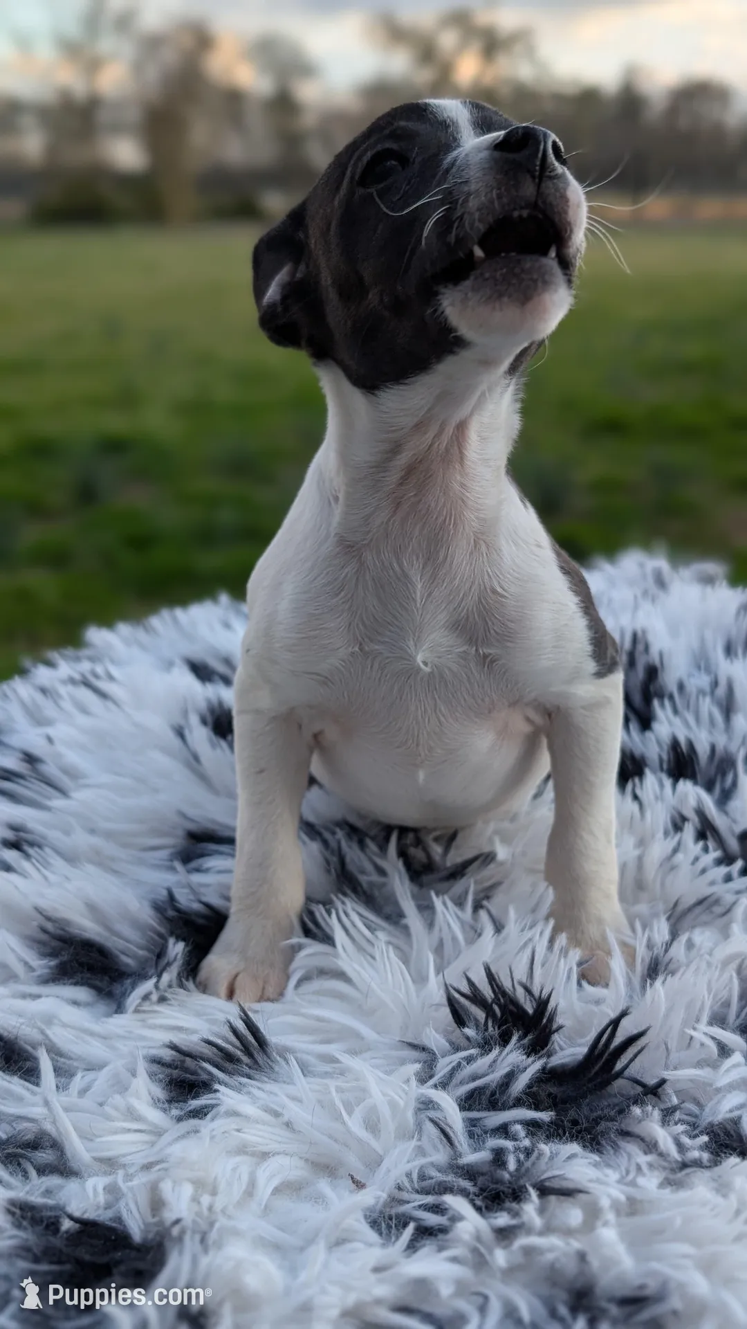Jasmine , a female Rat Terrier for sale in Whitakers, NC – Photo 4 of 10