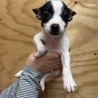 Silky, a female Rat Terrier for sale in Whitakers, NC – Photo 2 of 4