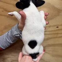 Silky, a female Rat Terrier for sale in Whitakers, NC – Photo 3 of 4