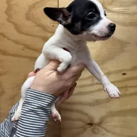 Silky, a female Rat Terrier for sale in Whitakers, NC – Photo 4 of 4