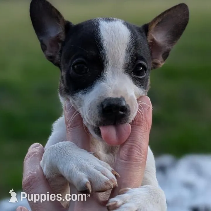 Silky – Rat Terrier puppy for sale in Whitakers, NC