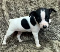 Lola, a female Rat Terrier for sale in Whitakers, NC – 6 of 9