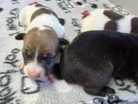 Ronda, a female Rat Terrier for sale in Whitakers, NC – 2 of 7