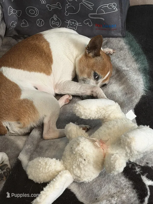 Princess – Rat Terrier puppy for sale in Whitakers, NC