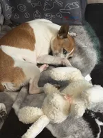 Princess, a female Rat Terrier for sale in Whitakers, NC – Photo 1 of 5