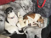 Princess, a female Rat Terrier for sale in Whitakers, NC – Photo 5 of 5