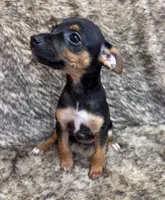 Ziggy, a male Rat Terrier for sale in Whitakers, NC – 8 of 8