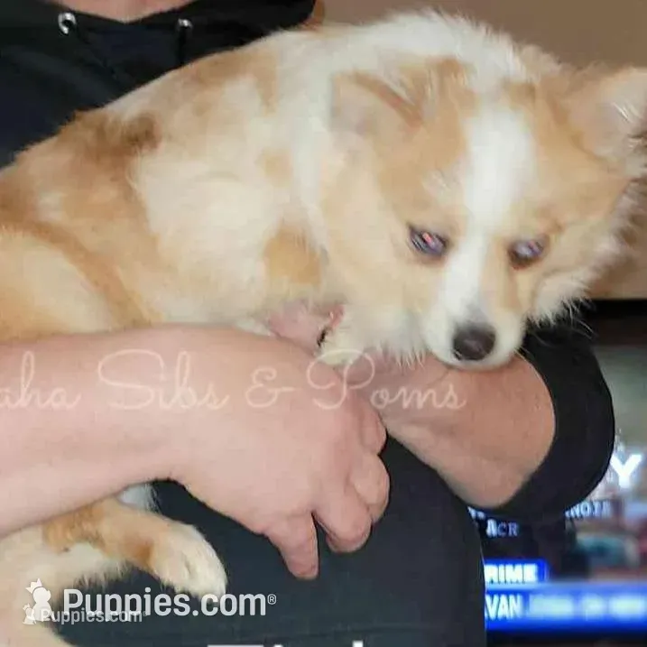 Tinky – Pomeranian puppy for sale in Springfield, IL