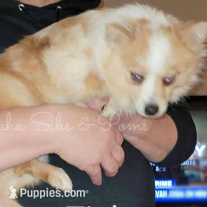 Tinky, a male Pomeranian for sale in Springfield, IL – Photo 2 of 3