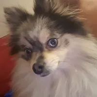 Alyce, a female Pomeranian for sale in Springfield, IL – Photo 2 of 2