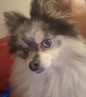 Alyce, a female Pomeranian for sale in Springfield, IL – Photo 2 of 2