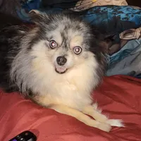 Alyce, a female Pomeranian for sale in Springfield, IL – Photo 1 of 2