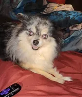 Alyce, a female Pomeranian for sale in Springfield, IL – Photo 1 of 2