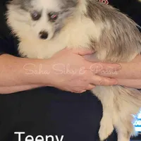 Teeny, a male Pomeranian for sale in Springfield, IL – Photo 3 of 3