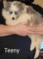 Teeny, a male Pomeranian for sale in Springfield, IL – Photo 3 of 3
