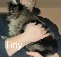 Tiny, a male Pomeranian for sale in Springfield, IL – Photo 2 of 3
