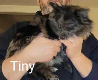 Tiny, a male Pomeranian for sale in Springfield, IL – Photo 3 of 3