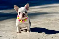 Opal, a female French Bulldog for sale in Palm Beach Gardens, FL – Photo 2 of 9