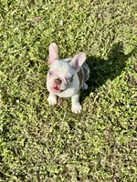Opal, a female French Bulldog for sale in Palm Beach Gardens, FL – Photo 7 of 9