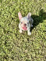 Opal, a female French Bulldog for sale in Palm Beach Gardens, FL – Photo 8 of 9