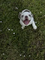 Opal, a female French Bulldog for sale in Palm Beach Gardens, FL – Photo 3 of 9