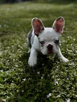 Opal, a female French Bulldog for sale in Palm Beach Gardens, FL – Photo 4 of 9