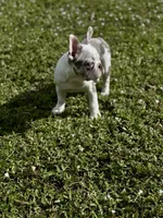 Opal, a female French Bulldog for sale in Palm Beach Gardens, FL – Photo 6 of 9