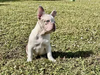 Opal, a female French Bulldog for sale in Palm Beach Gardens, FL – Photo 9 of 9