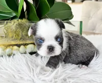 Nina , a female French Bulldog for sale in Palm Beach Gardens, FL – Photo 4 of 5