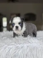 Nina , a female French Bulldog for sale in Palm Beach Gardens, FL – Photo 1 of 5