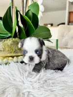 Nina , a female French Bulldog for sale in Palm Beach Gardens, FL – Photo 5 of 5