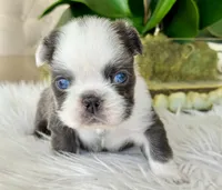 Nina , a female French Bulldog for sale in Palm Beach Gardens, FL – Photo 2 of 5