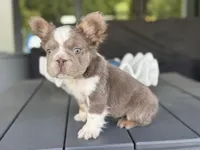 Captain , a male French Bulldog for sale in Palm Beach Gardens, FL – 2 of 2