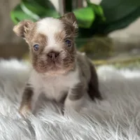 Captain , a male French Bulldog for sale in Palm Beach Gardens, FL – Photo 4 of 5