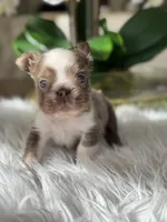 Captain , a male French Bulldog for sale in Palm Beach Gardens, FL – Photo 4 of 5