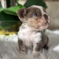 Captain , a male French Bulldog for sale in Palm Beach Gardens, FL – Photo 2 of 5