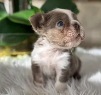 Captain , a male French Bulldog for sale in Palm Beach Gardens, FL – Photo 2 of 5