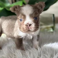 Captain , a male French Bulldog for sale in Palm Beach Gardens, FL – Photo 3 of 5