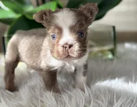 Captain , a male French Bulldog for sale in Palm Beach Gardens, FL – Photo 3 of 5