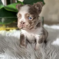 Captain , a male French Bulldog for sale in Palm Beach Gardens, FL – Photo 5 of 5