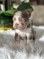 Captain , a male French Bulldog for sale in Palm Beach Gardens, FL – Photo 5 of 5