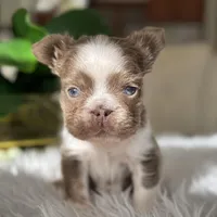 Captain , a male French Bulldog for sale in Palm Beach Gardens, FL – Photo 1 of 5