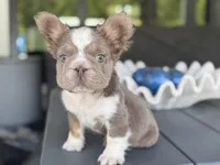 Captain , a male French Bulldog for sale in Palm Beach Gardens, FL – 1 of 2