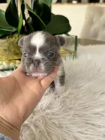 Lucy , a female French Bulldog for sale in Palm Beach Gardens, FL – Photo 2 of 4