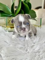 Lucy , a female French Bulldog for sale in Palm Beach Gardens, FL – Photo 4 of 4