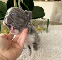 Lucy , a female French Bulldog for sale in Palm Beach Gardens, FL – Photo 3 of 4