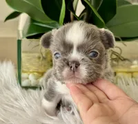 Lucy , a female French Bulldog for sale in Palm Beach Gardens, FL – Photo 1 of 4