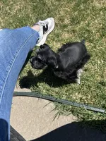 Rowdy, a male Miniature Schnauzer for sale in White Deer, TX – Photo 2 of 4