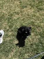 Rowdy, a male Miniature Schnauzer for sale in White Deer, TX – Photo 4 of 4